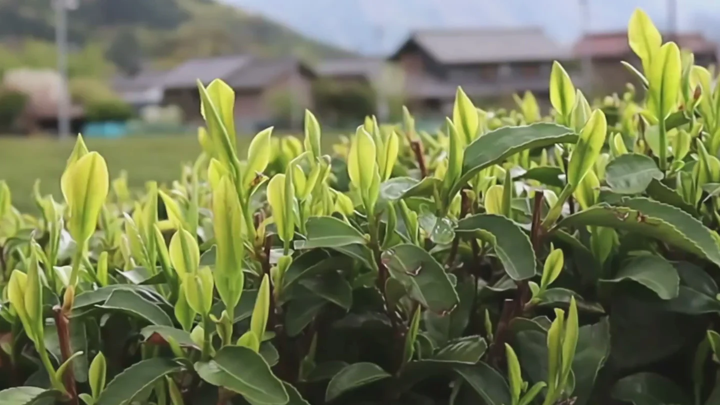 Authentic Japanese Tea, Farm Direct